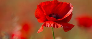 Where is Remembrance Day a stat holiday in Canada?