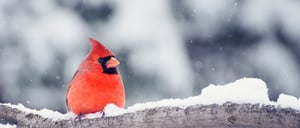 Jour de Noël et Lendemain de Noël : les informations sur ces jours fériés que votre entreprise doit connaître